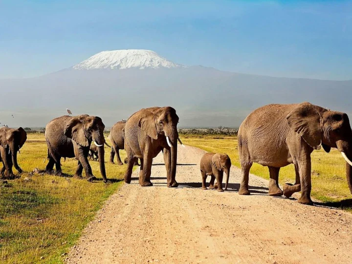 3 Days Amboseli Lodge Safari – photo 5