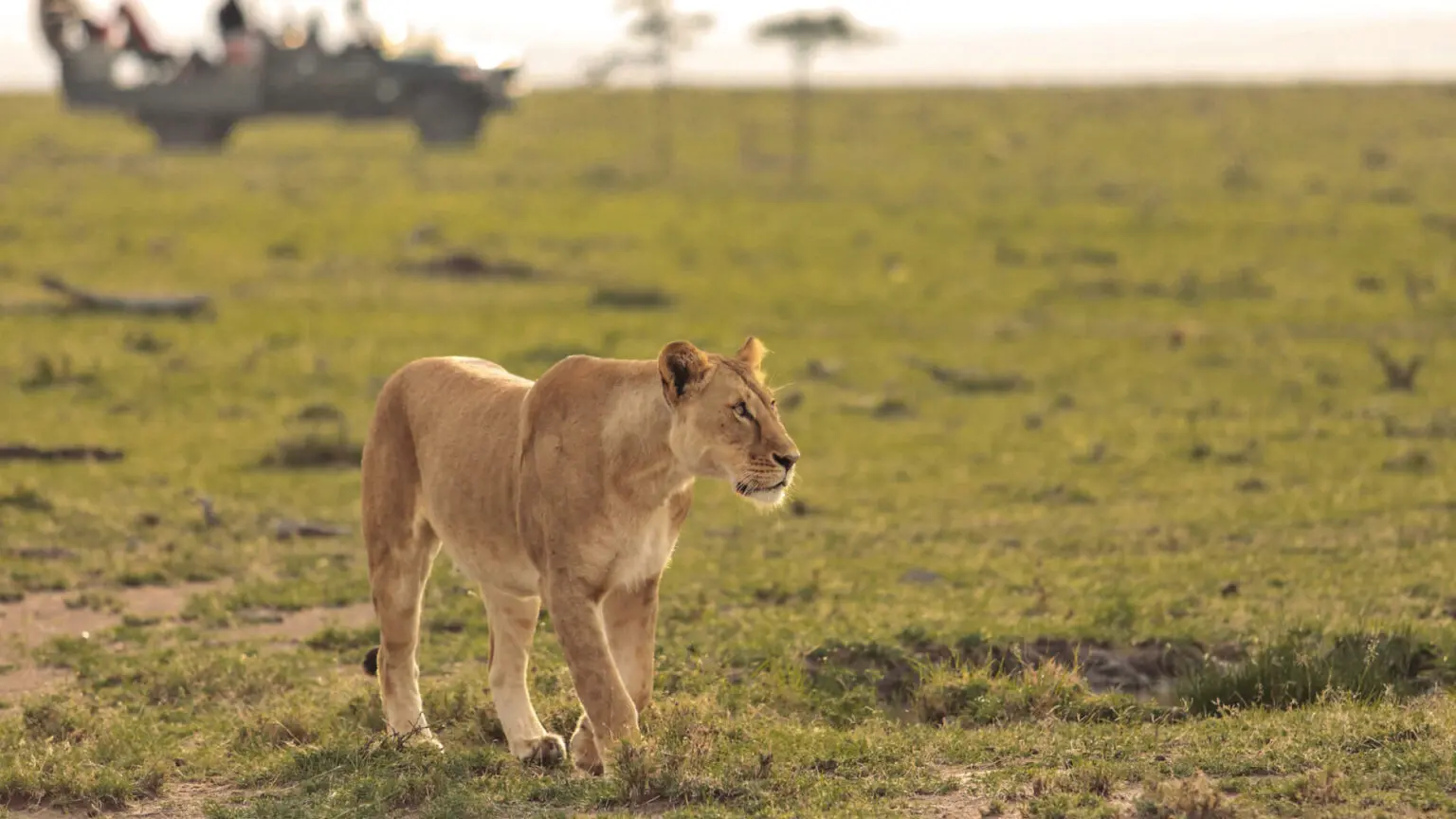 3 Days Kenya Luxury Safari – photo 2