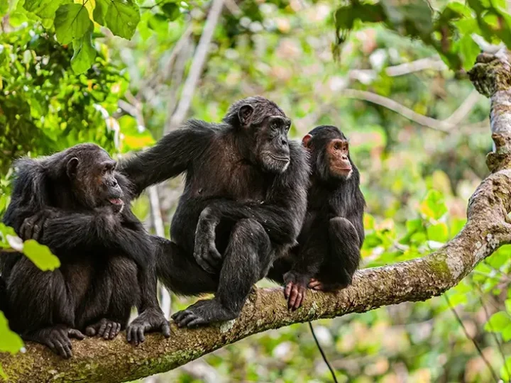 7 Days Rwanda Gorilla and Chimp – photo 6