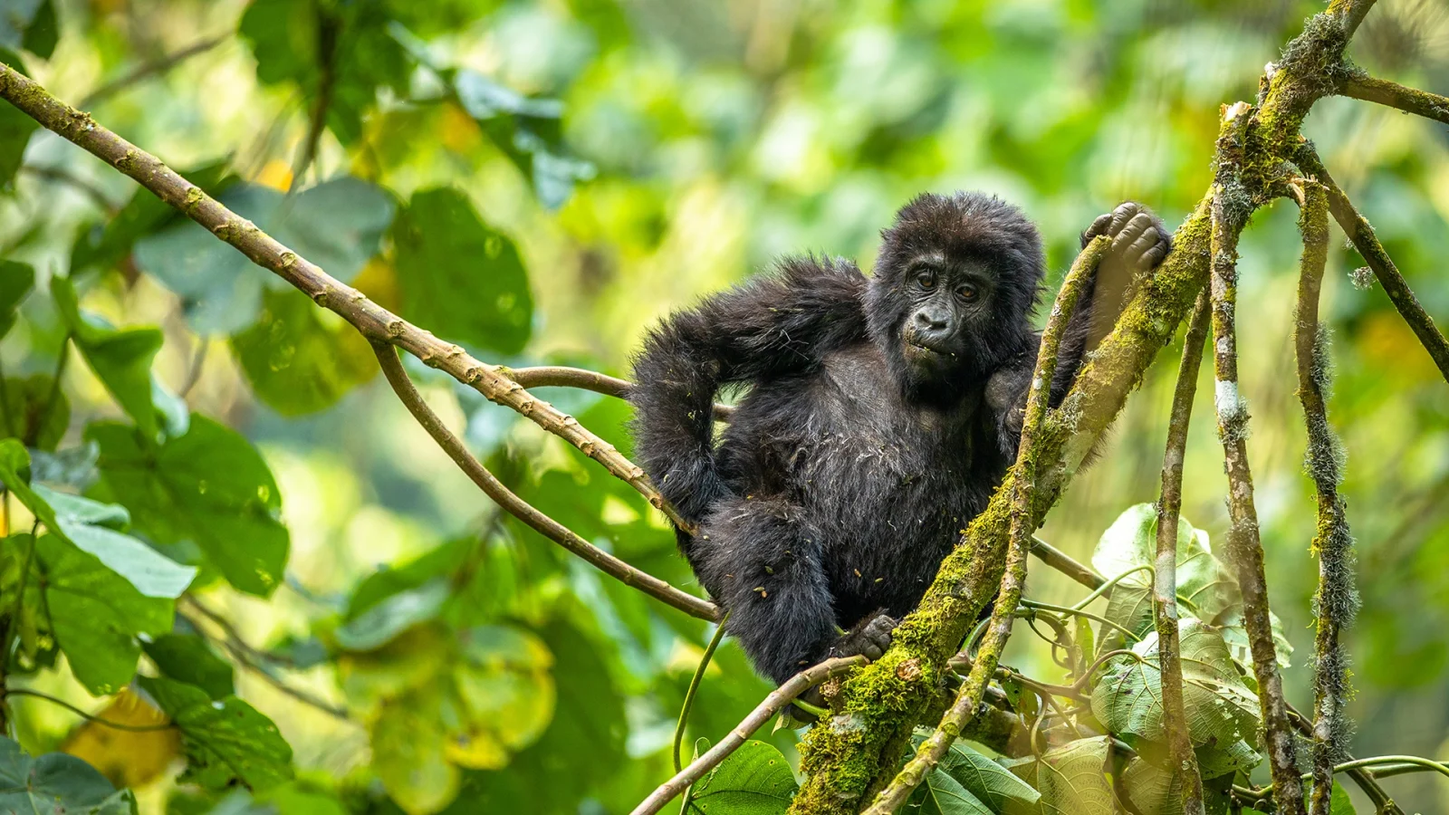 3 Days Gorilla Kigali Express – photo 4