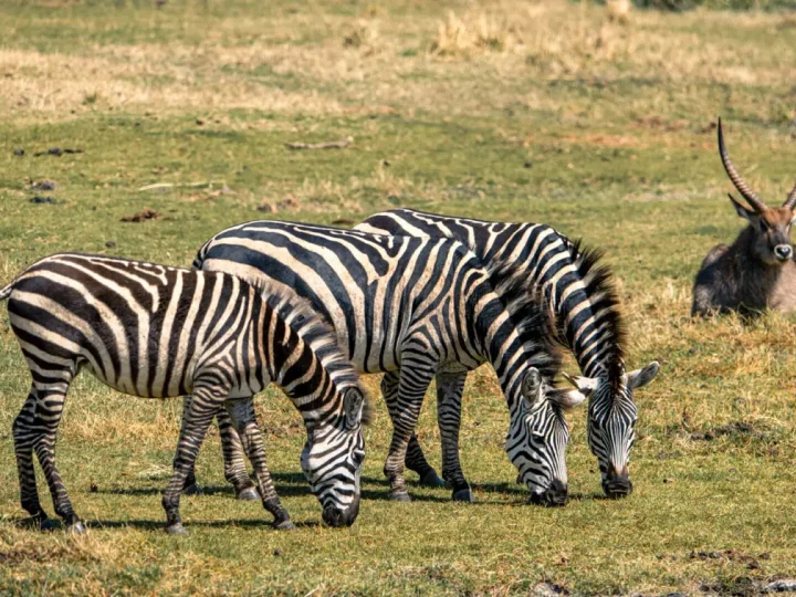 3 Days Authentic Tanzania Safari – photo 6