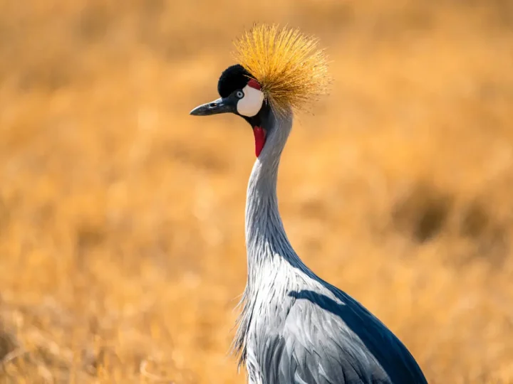 14 Days Ultimate Tanzania Safari – photo 3