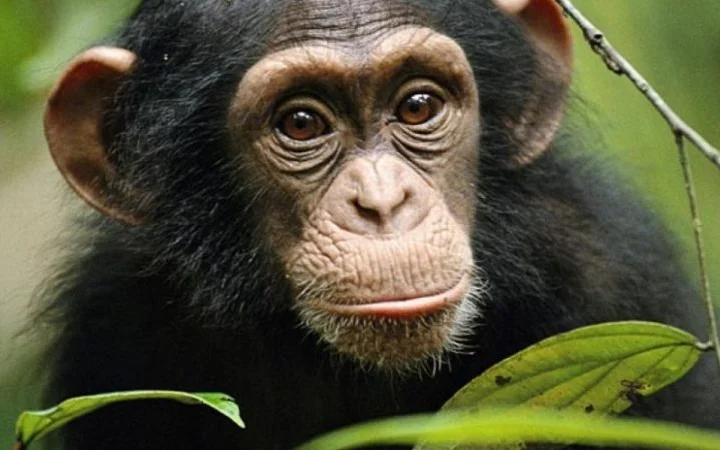 10 Days Explore Rwanda Safari Tour – photo 3