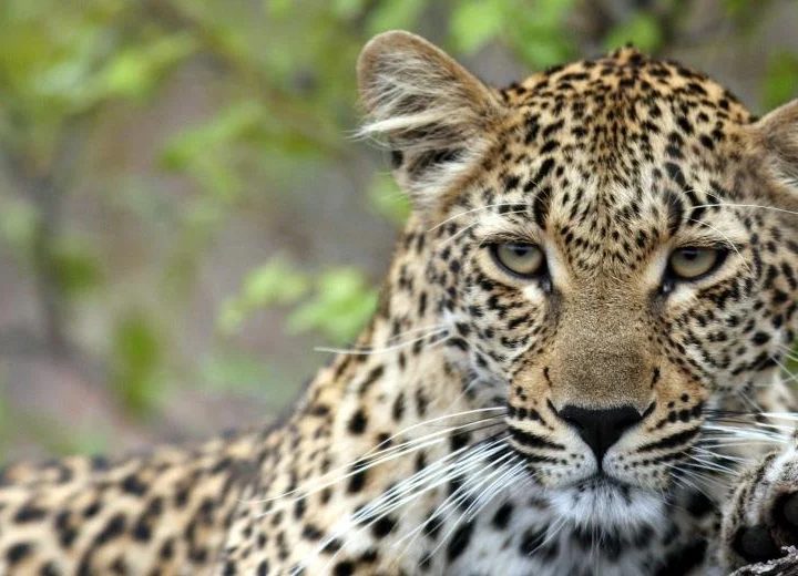 3 Days Authentic South African Safari – photo 4