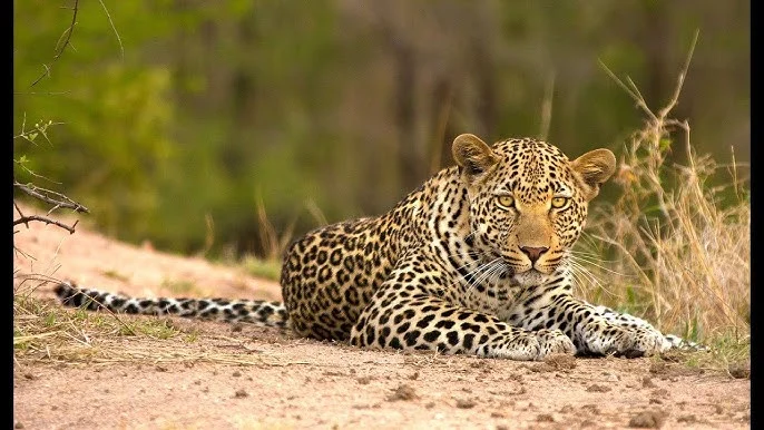 5 Days Exclusive South Africa Safari – photo 5