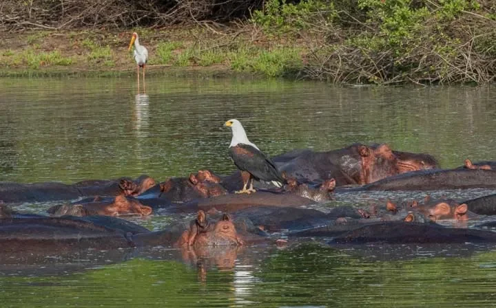 Nyerere National Park (Selous) – photo 3
