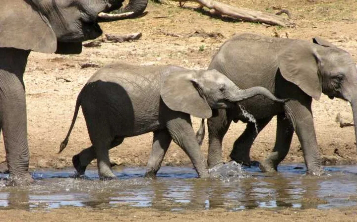 7 Days  Tanzania Explorer Safari – photo 5