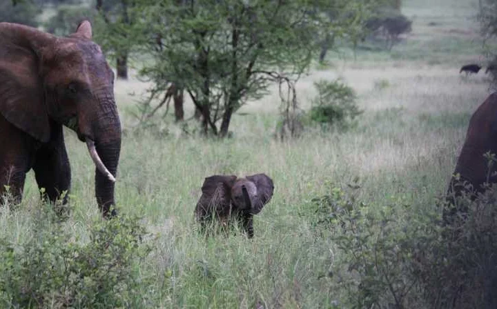 7 Day Tanzania Wilderness Safari – photo 2