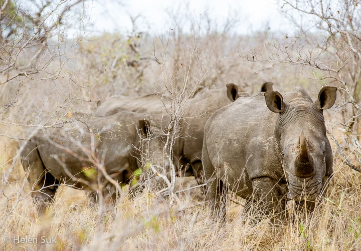5 Days Exclusive South Africa Safari – photo 4