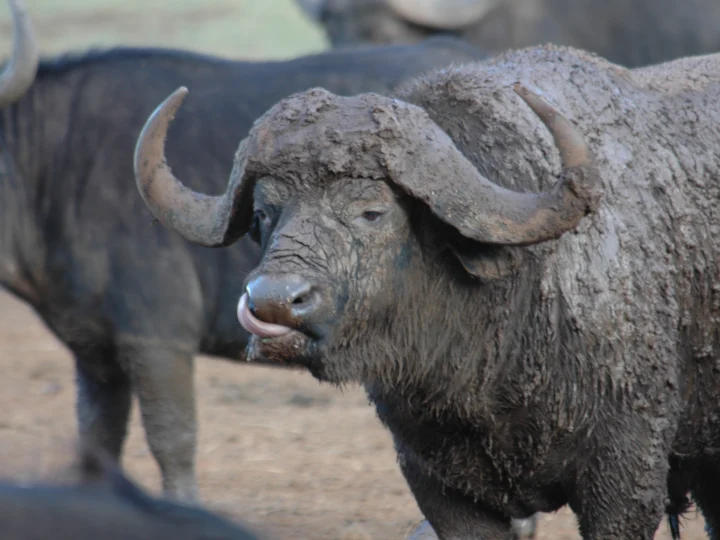 8 Days Kenya Luxury Safari – photo 3