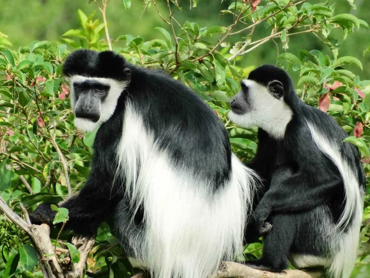10 Days Explore Rwanda Safari Tour – photo 4