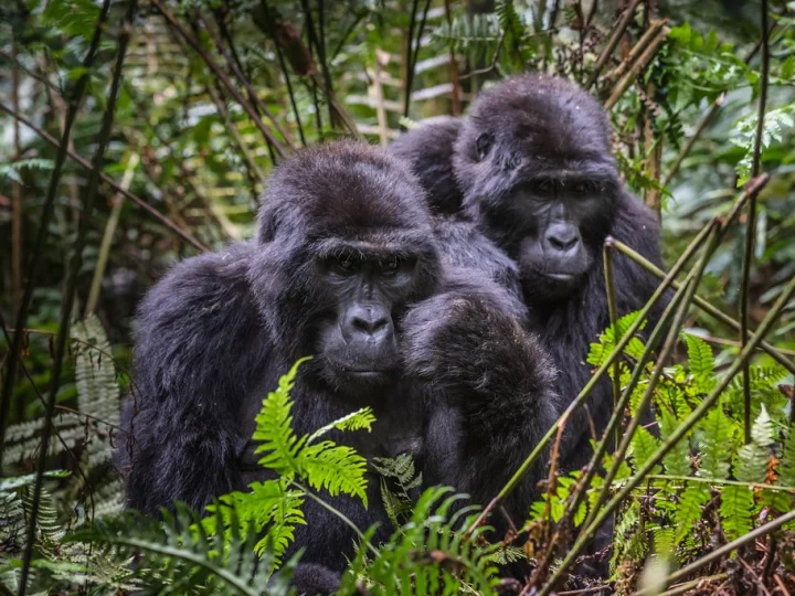 3 Days Gorilla Kampala Express – photo 2