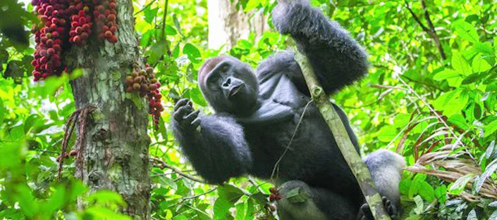 7 Days Classic Uganda Gorilla Expedition – photo 2
