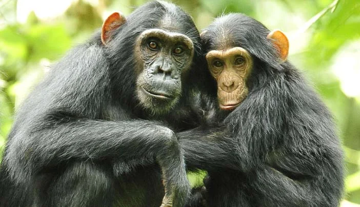 5 Days Special Murchison Falls National Park – photo 2
