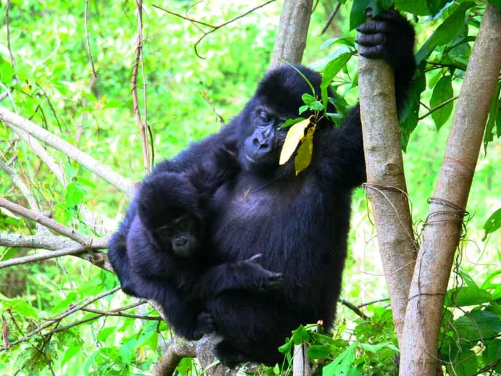 5 Days Queen Elizabeth Safari – photo 2