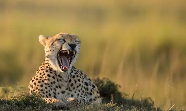 11 Days Kenya Luxury Safari – photo 6