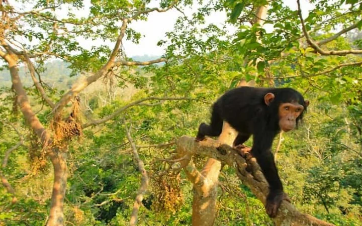 9 Days Ultimate Gorilla and Primate Safari – photo 6