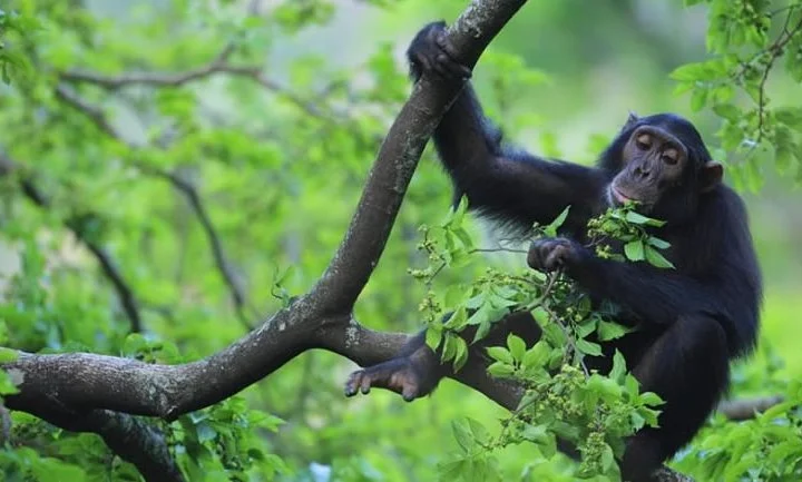 9 Days Ultimate Gorilla and Primate Safari – photo 5