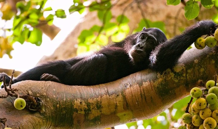 Kibale Forest National Park