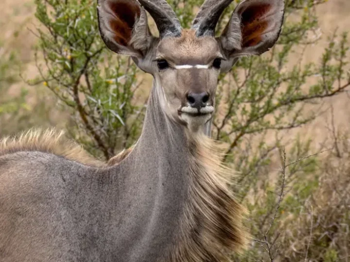 3 Days Authentic South African Safari – photo 3