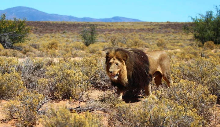 3 Days Authentic South African Safari – photo 2