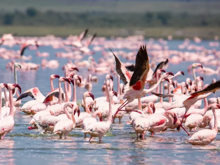 7 Days Magical Kenya Safari – photo 4