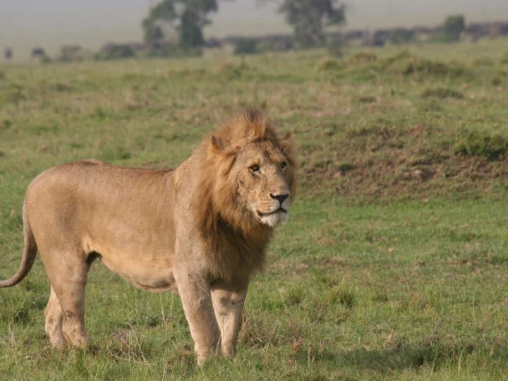 5 Days Masai Mara & Lake Nakuru Migration Safari – photo 7