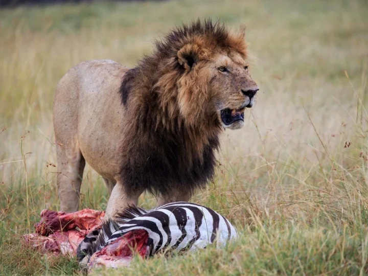 14 Days Kenya Adventure Safari – photo 2