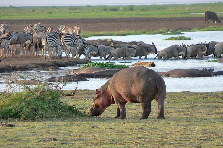 10 Days Tanzania Luxury Adventure Safari – photo 9