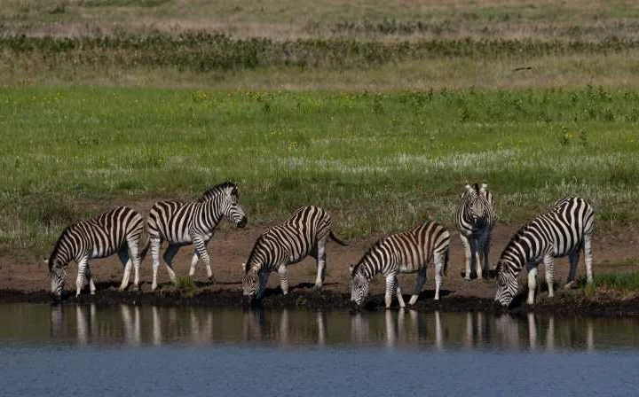 7 Day Tanzania Wilderness Safari – photo 5