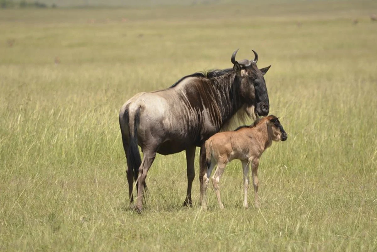 3 Days Kenya Luxury Safari – photo 4