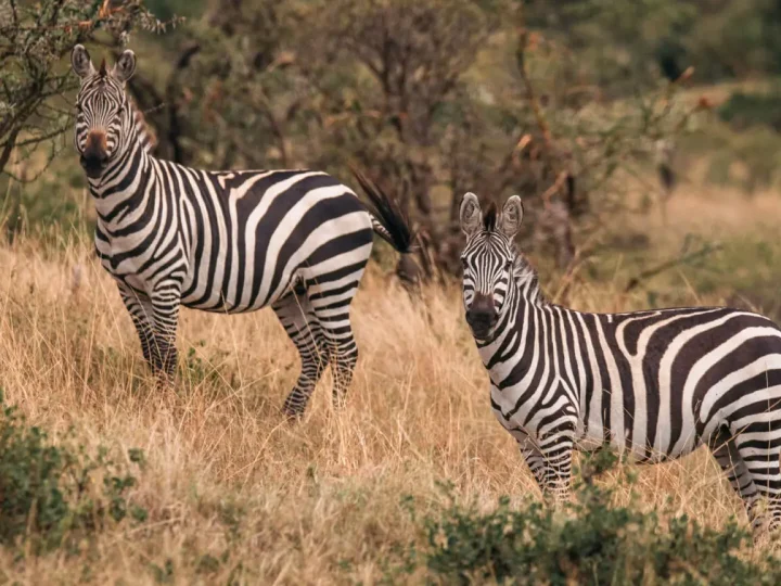 5 Days Masai Mara & Lake Nakuru Migration Safari – photo 3