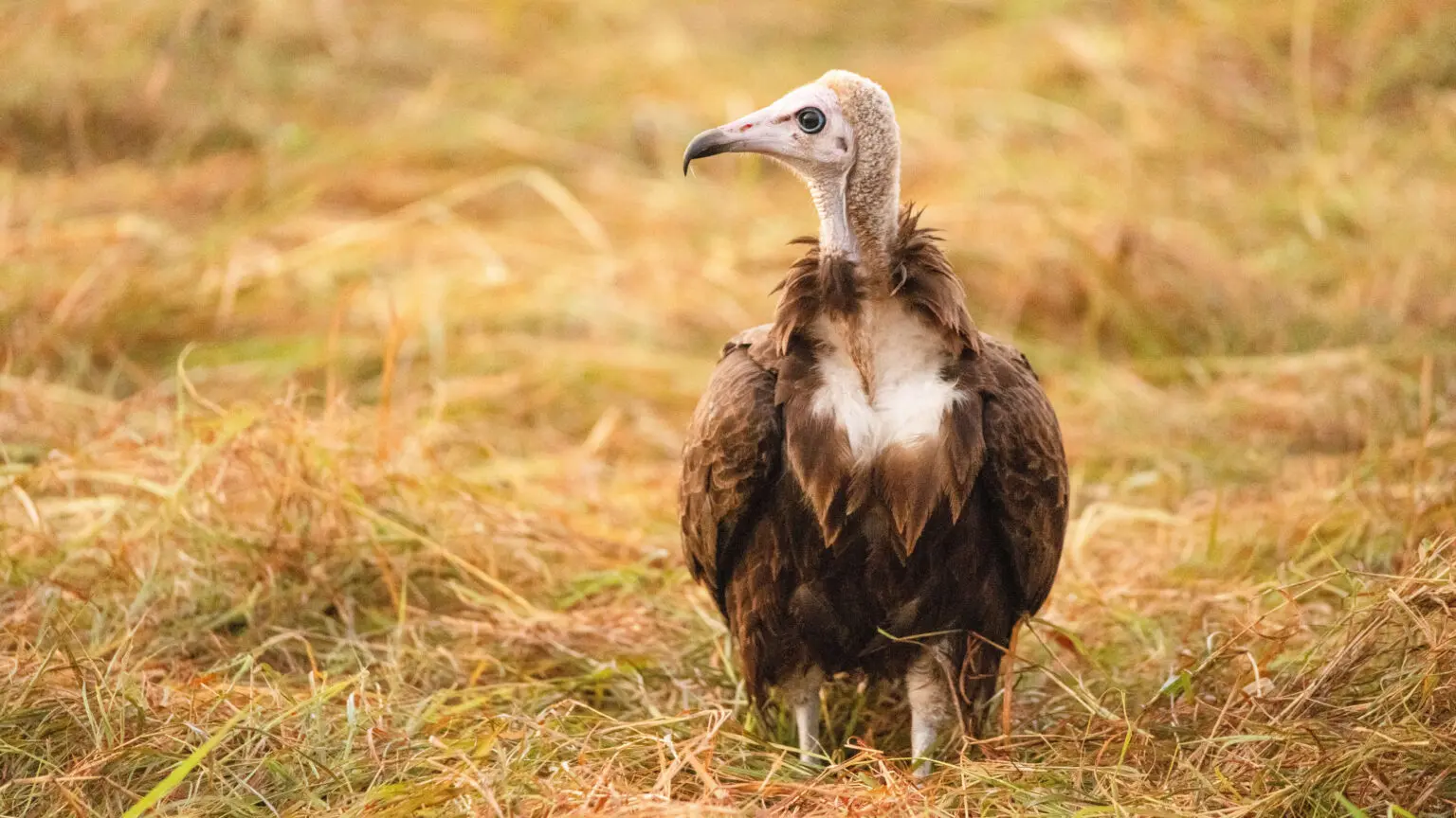 5 Days Masai Mara & Lake Nakuru Migration Safari – photo 2