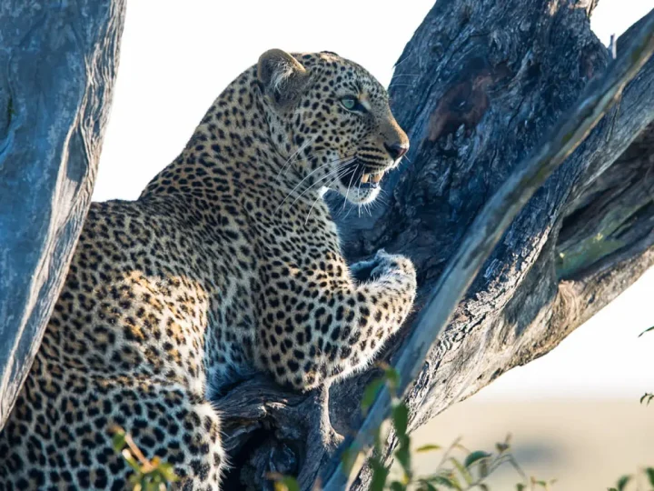 5 Days Masai Mara & Lake Nakuru Migration Safari – photo 4