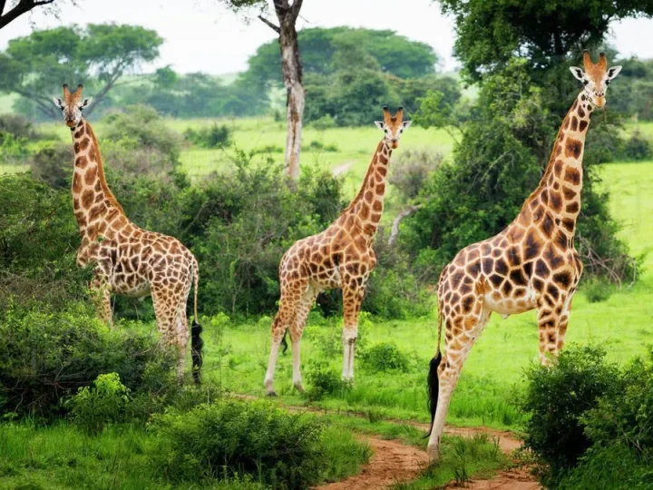 Lake Mburo National Park