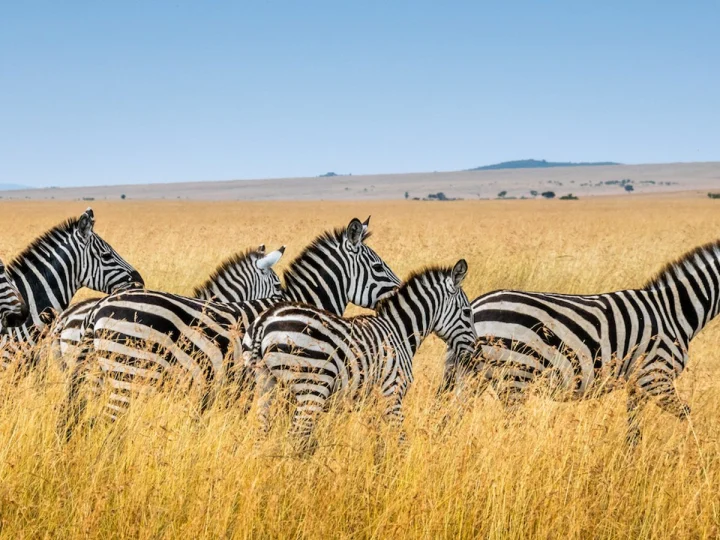 Mikumi National Park – photo 2