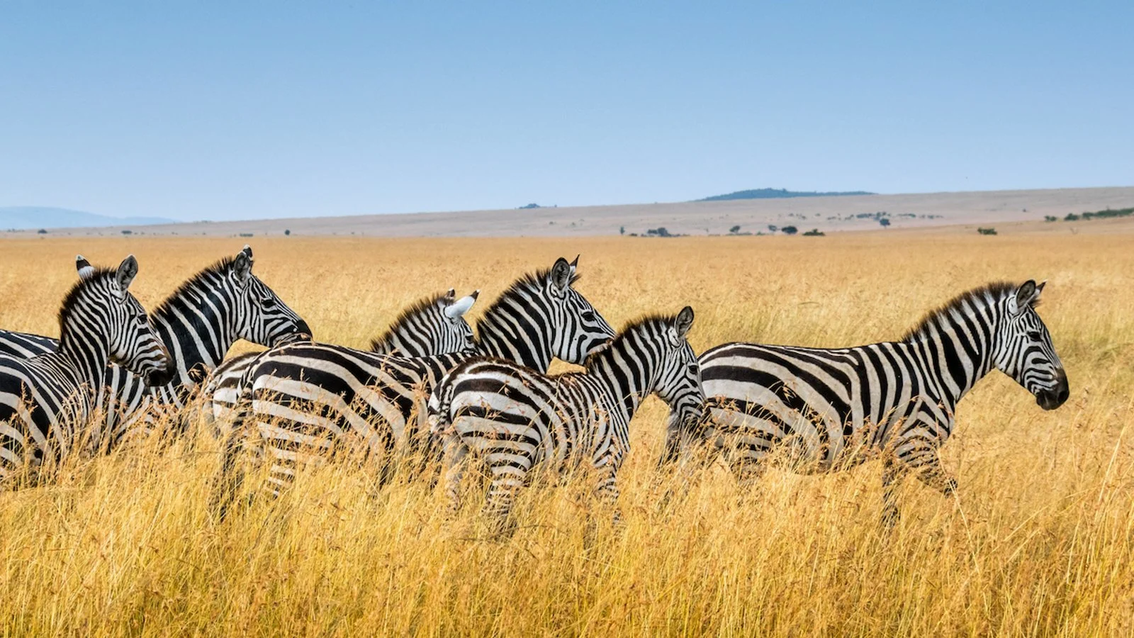 Mikumi National Park – photo 2