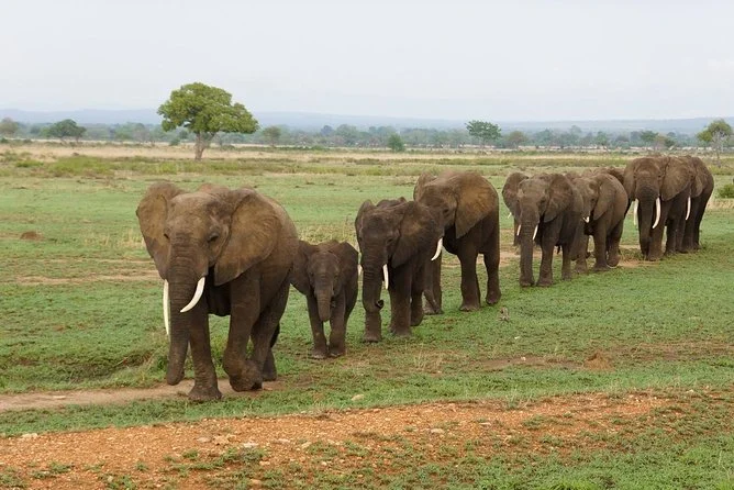 Mikumi National Park – photo 3