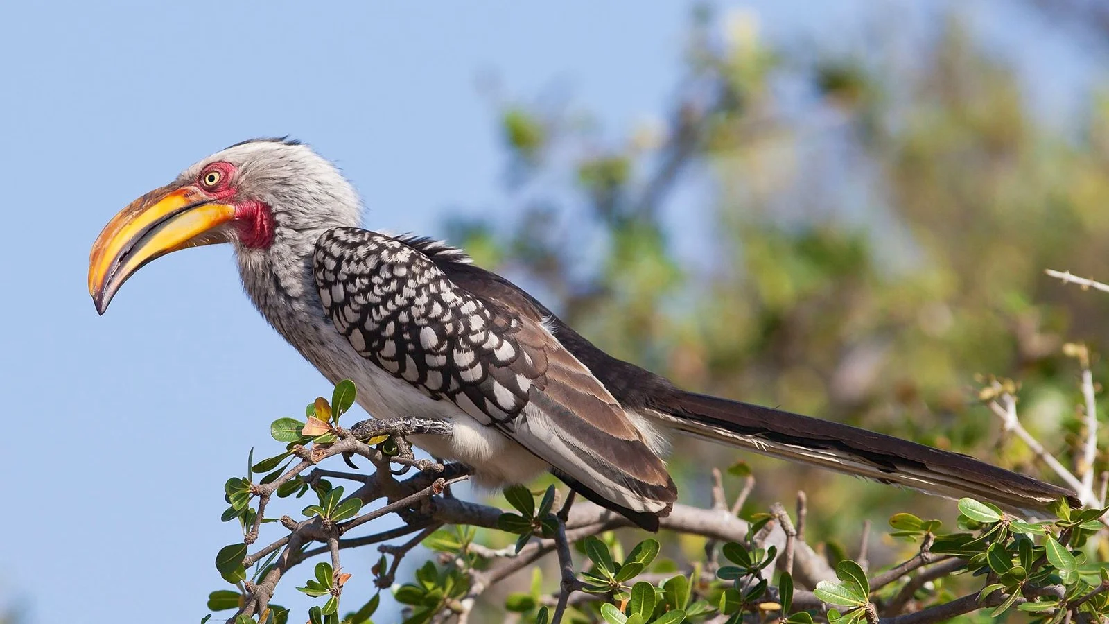 Mikumi National Park – photo 5