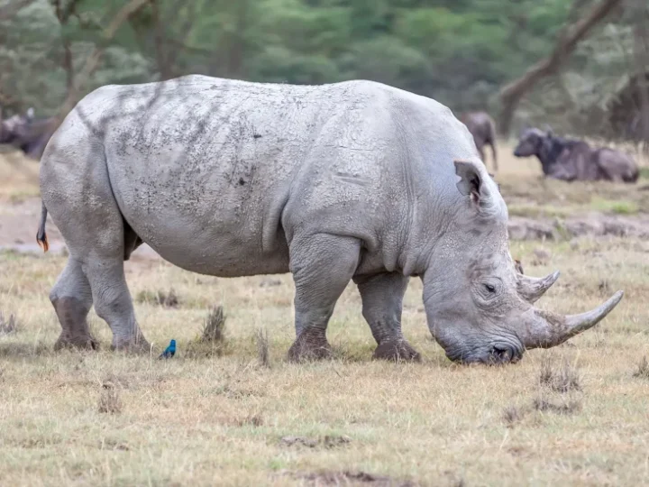 5 Days Special Murchison Falls National Park – photo 4