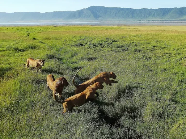 7 Day Tanzania Wilderness Safari – photo 4