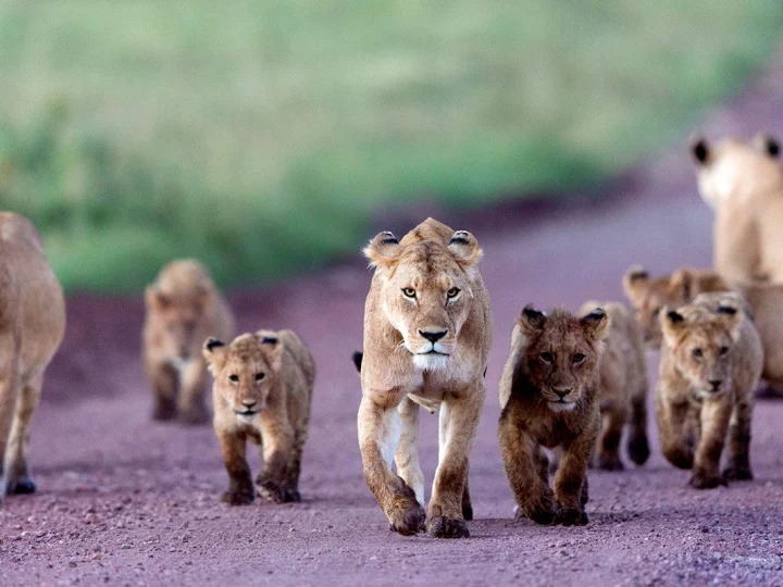 5 Days Ngorongoro & Serengeti Safari – photo 6