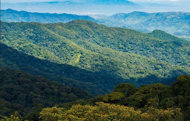 4 Days Rwanda Nyungwe National Park Adventure – photo 4