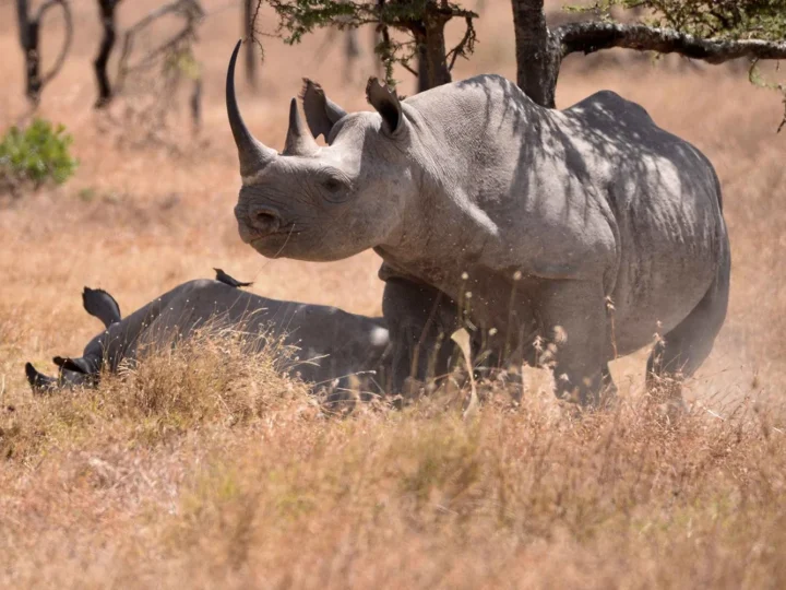 Ol Pejeta Conservancy on the Laikipia Plateau, Kenya