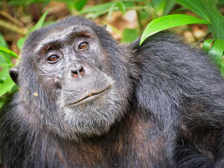 9 Days Ultimate Gorilla and Primate Safari – photo 2