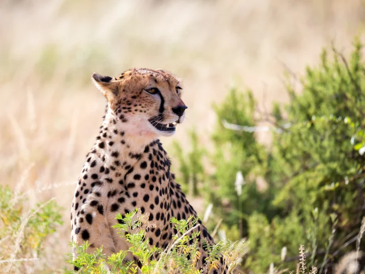4 Days Serengeti Wildlife Adventure – photo 3