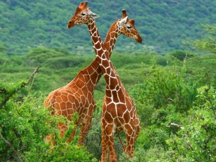 7 Days Magical Kenya Safari – photo 3