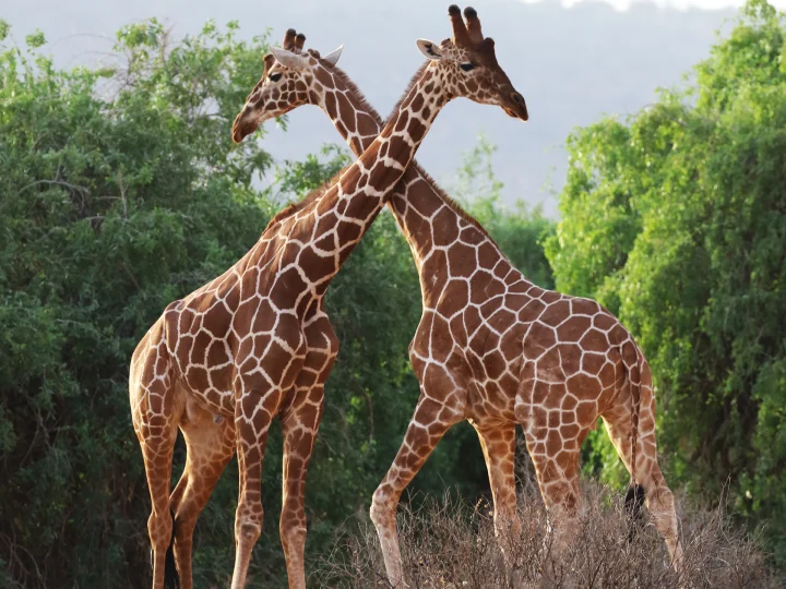 Shaba & Samburu