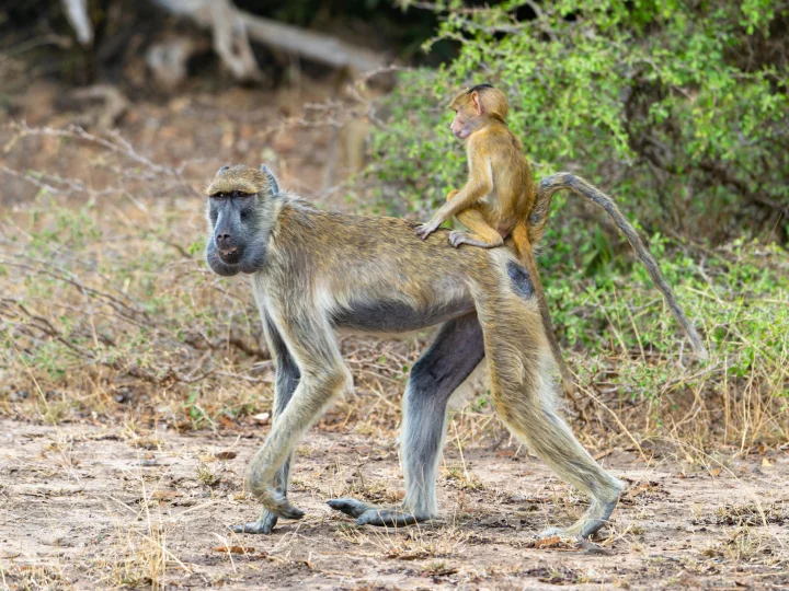 14 Days Ultimate Tanzania Safari – photo 10