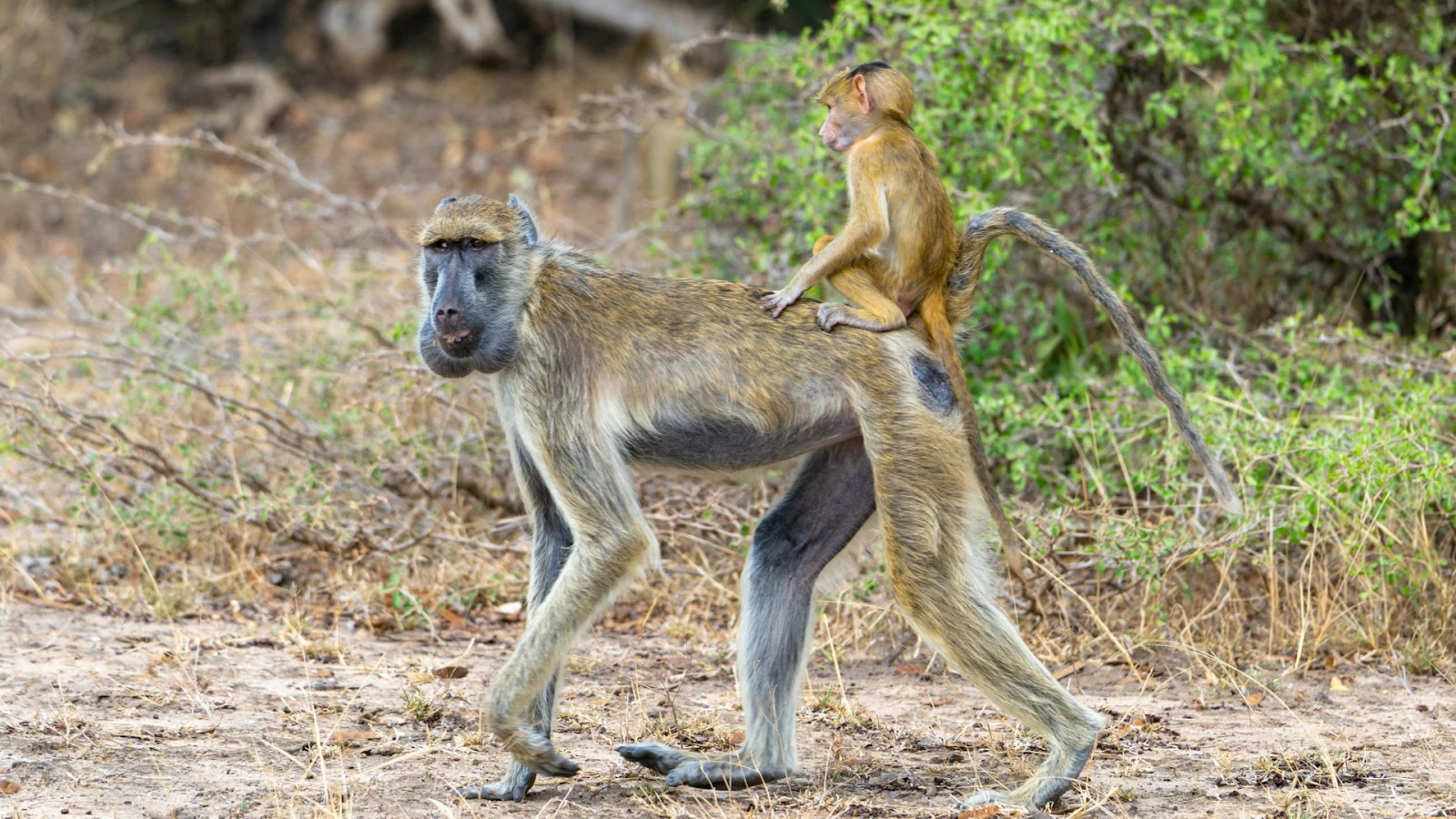 Nyerere National Park (Selous) – photo 2